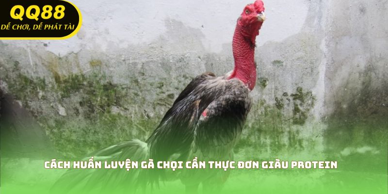 Cách huấn luyện gà chọi cần thực đơn giàu protein